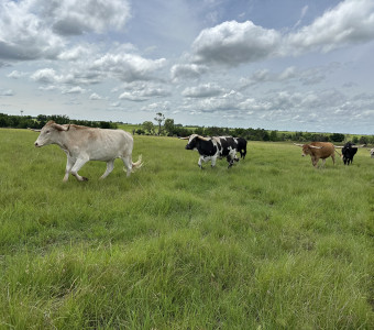 Longhorn cattle