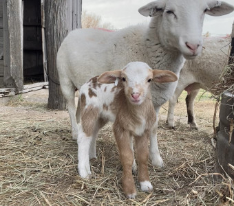 New born lamb and ewe