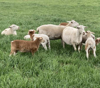 USA Meatmaster Hair Sheep