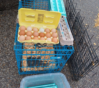egg cartons