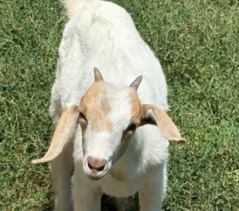 baby dairy goat