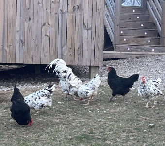 Eggs