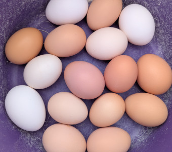 Eggs