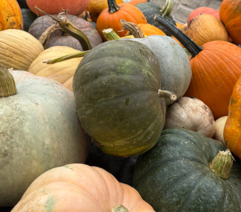Enjoy our wide variety of pumpkins every year!