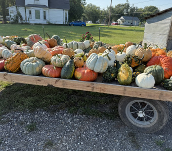pumpkins and winter squash