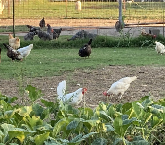 Hens scratching near pumpkins