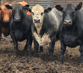 Beef