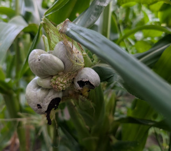 Sweet Corn & Huitlacoche
