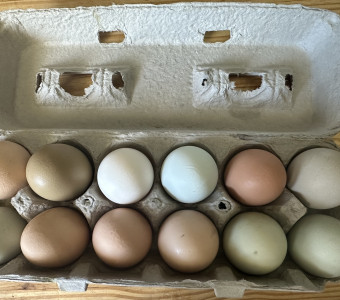 Free range chicken eggs