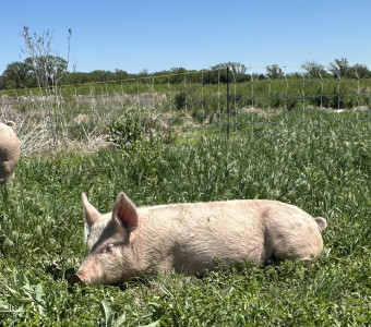 Pastured Pork