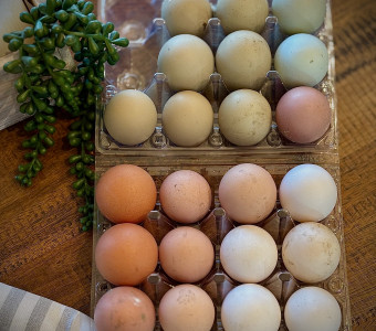 Unwashed chicken eggs