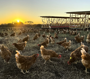 Truly pasture raised eggs