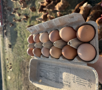 Farm fresh eggs straight from the pasture