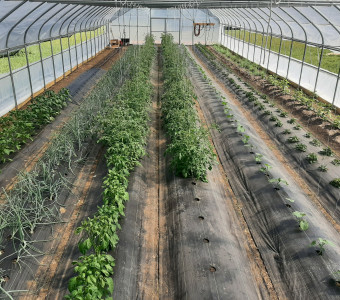 High tunnel tomatoes, cucumbers, peppers, onions, okra, strawberries, raspberries, asparagus