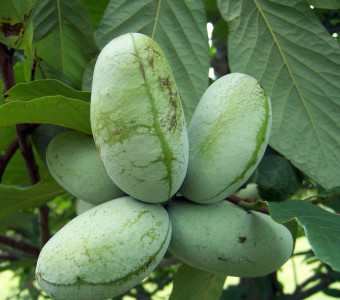 Pawpaw