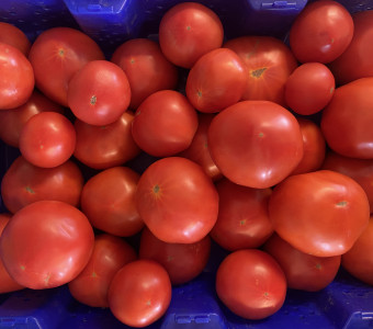 Beautiful red slicing tomatoes