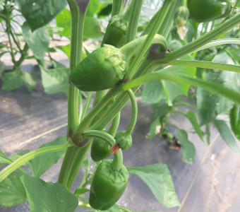 peppers