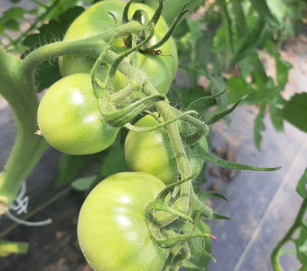 tomatoes