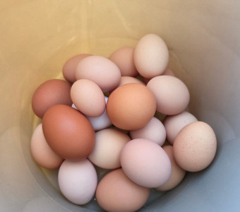 Our Eggs
