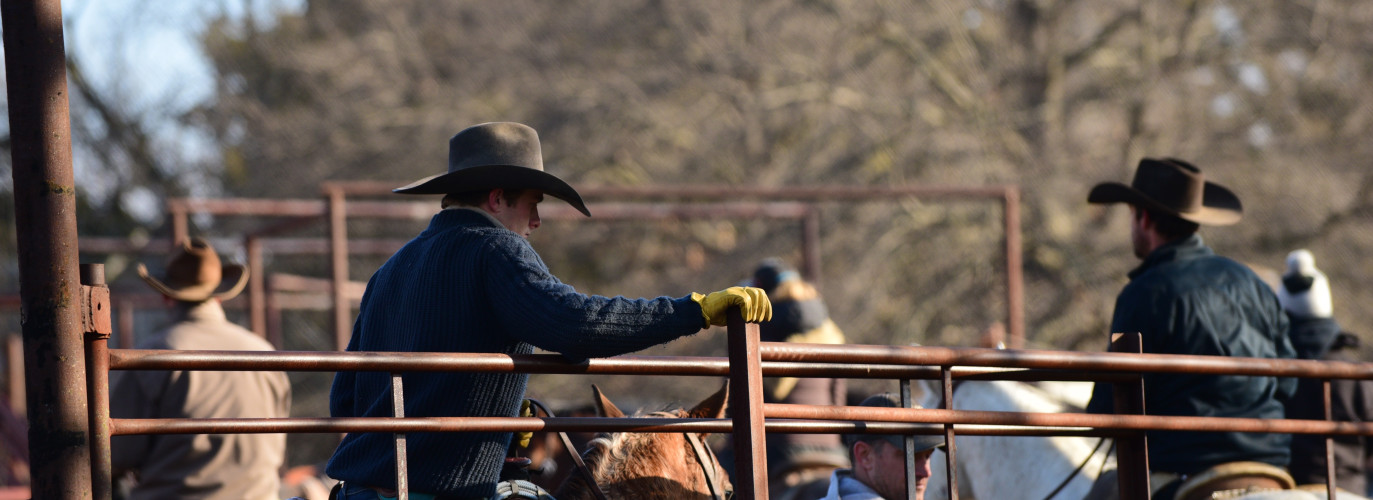 caring for cattle in Kansas