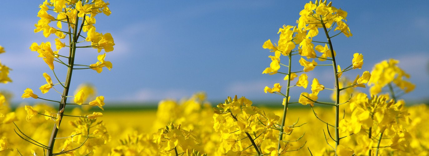 canola grown in Kansas