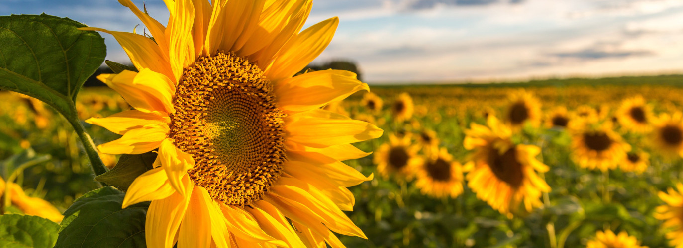 sunflowers grown in kansas