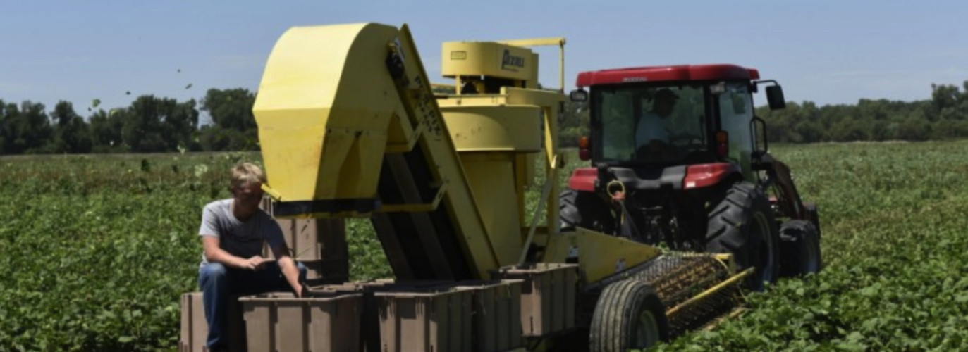 picking green beans in Kansas