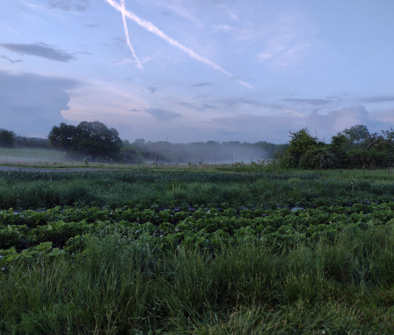 Two Birds Farm- misty morning