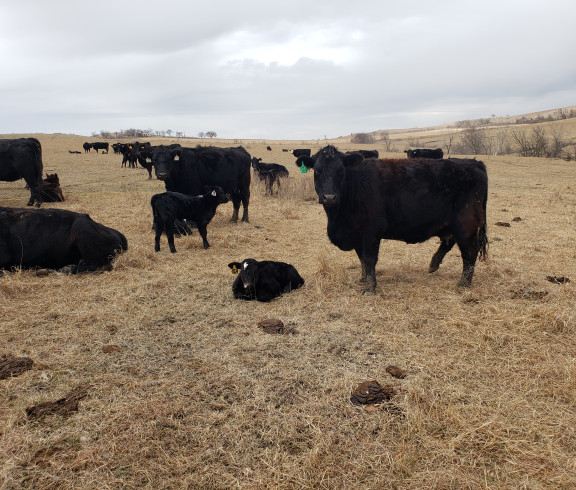 March 2023: This is a picture of some of our spring cows that are calving now.