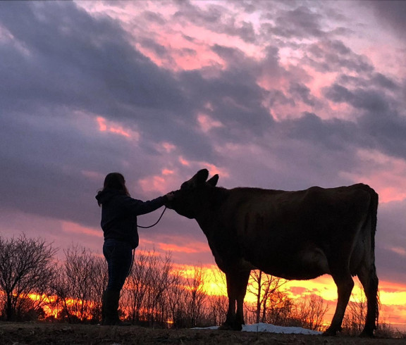 Footloose against the sunset, raw dairy milk in Kansas