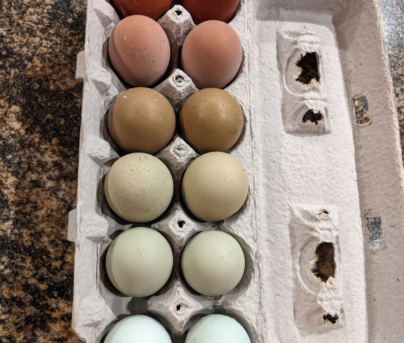 colorful carton of hatching eggs
