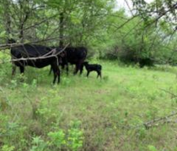 Beef and Dairy cattle 