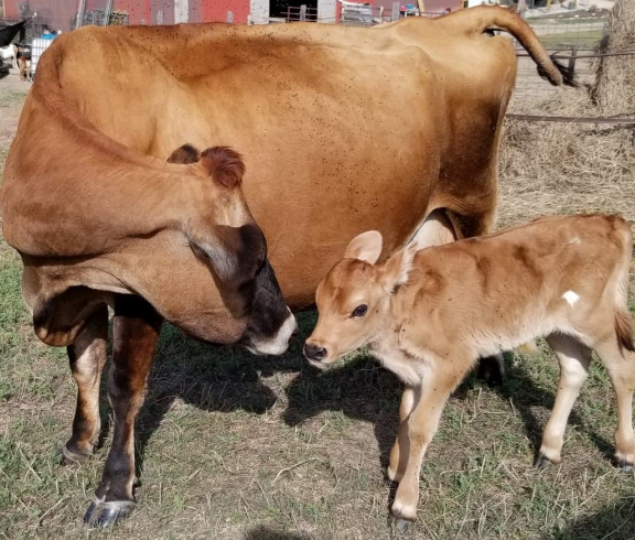 Kansas Jersey Cows available