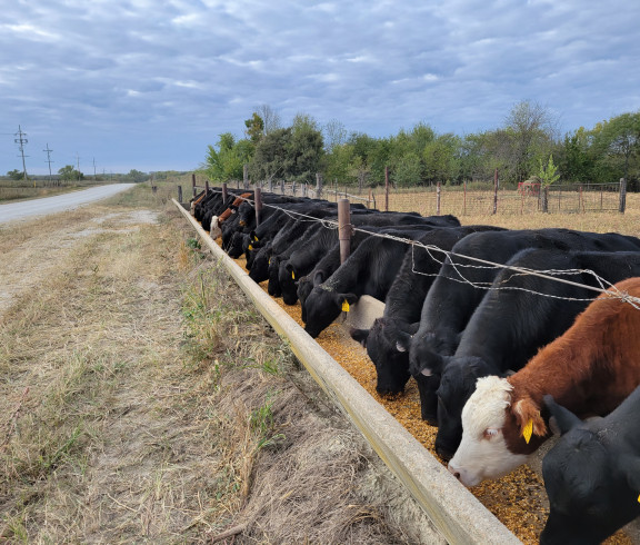 Cattle at Feed Bunk
