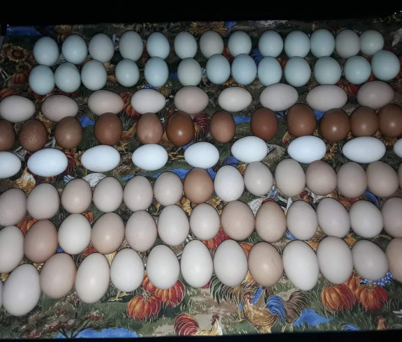 Free range chicken eggs