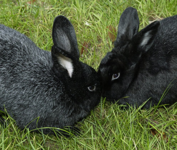 Silver Fox Rabbits- Meat/Breeders/Show/Purebred