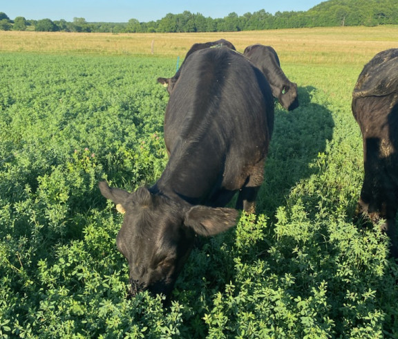 This is picture of our calves grazing alfalfa, rye mix right out of the field.