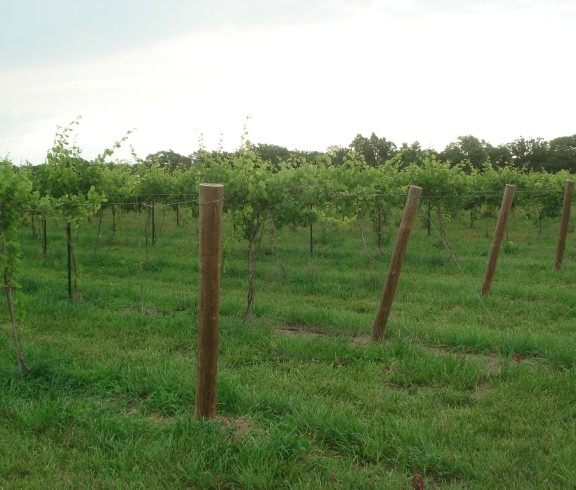 Vineyard