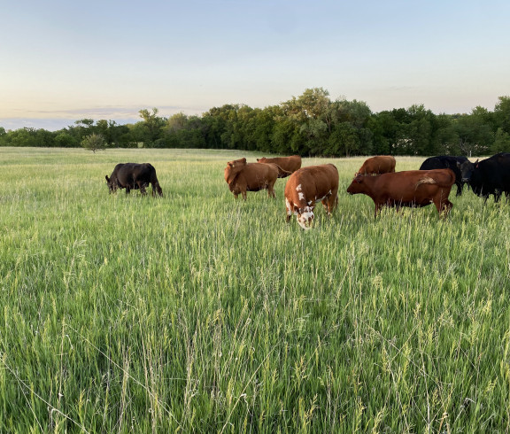 Cattle on Pasture in Kansas