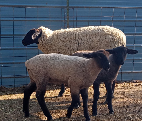 Farm Fresh lamb USDA inspected. 