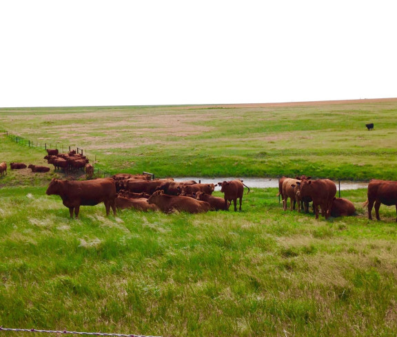 We raised Red Angus cattle in southwest Kansas. 