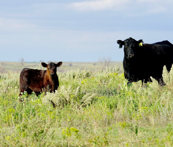 Grass fed, grain finished Angus beef raised and processed in western Kansas. 