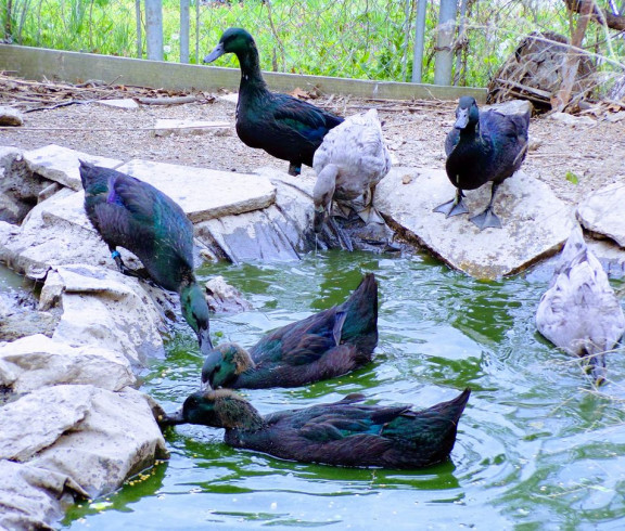 Blue and Black Cayuga ducks