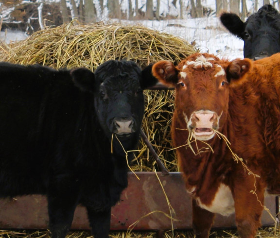 A couple of our heifers posing lol They are happy and healthy 