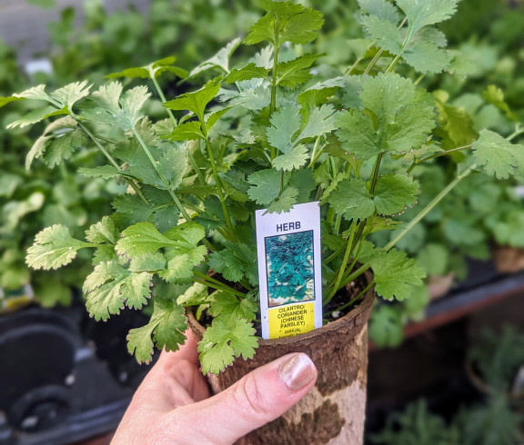 A picture of fresh cilantro growing in a fiber pot