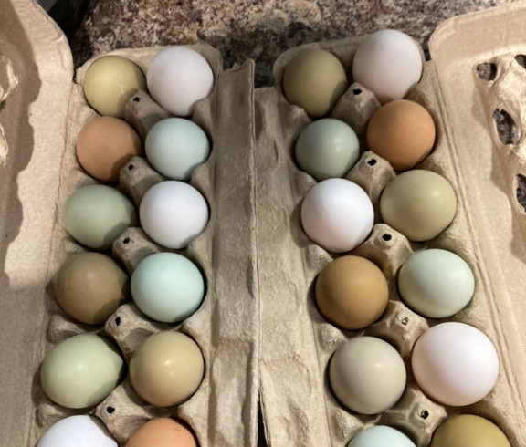 Farm Fresh Eggs for Sale