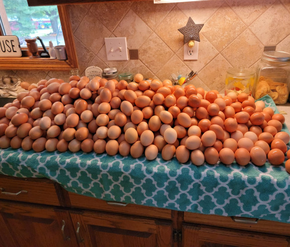 Kansas Farm fresh eggs harvested and washed from free-range hens.