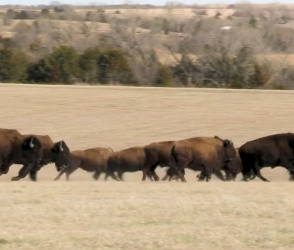 Bison running across pasture
