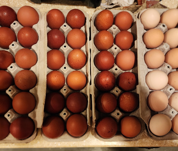 Easter Eggers, extra large deep brown, light tan, and duck eggs