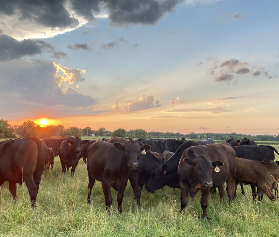 Beef cattle